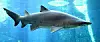 Carcharias_taurus_in_UShaka_Sea_World_1079-a[1]