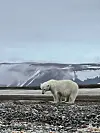 Isbjörn på Svalbard.